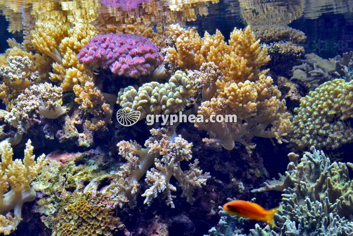Récif de Corail - gryphea.com